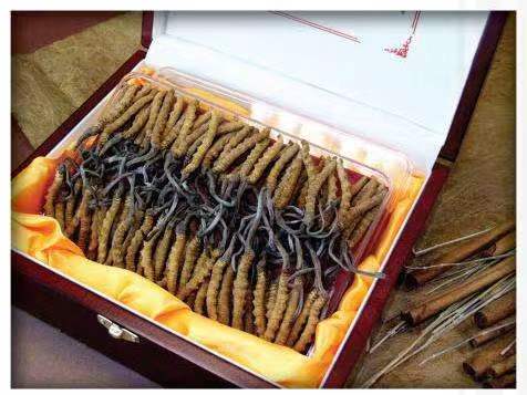 治多冬虫夏草回收